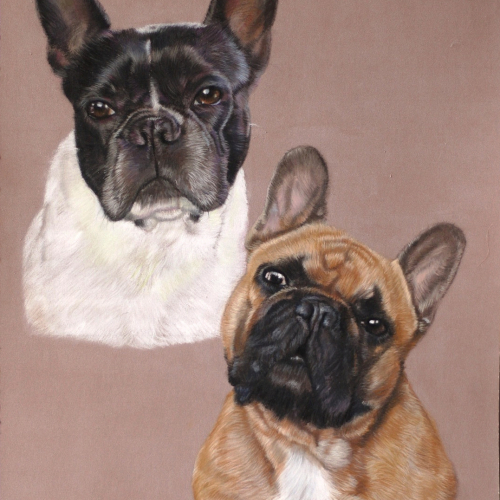 pastel bouledogue dog portrait