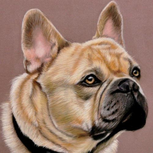 pastel bouledogue dog portrait