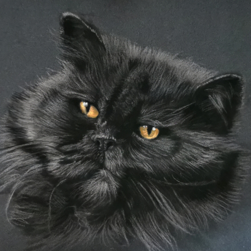 pastel black cat portrait