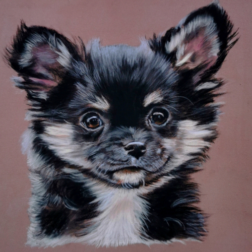pastel chihuahua dog portrait