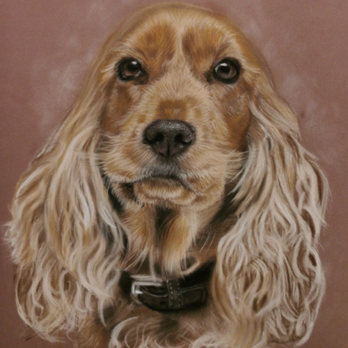 pastel cocker dog portrait