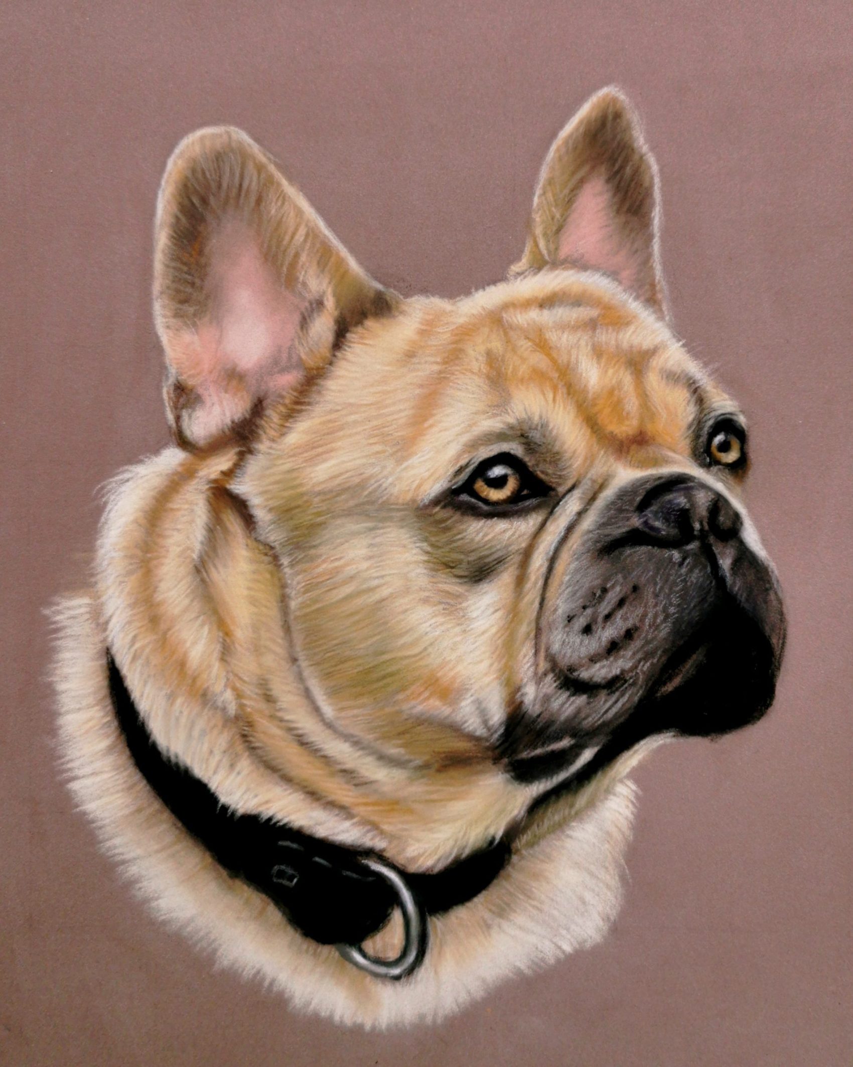 bouledogue chien dessin portrait