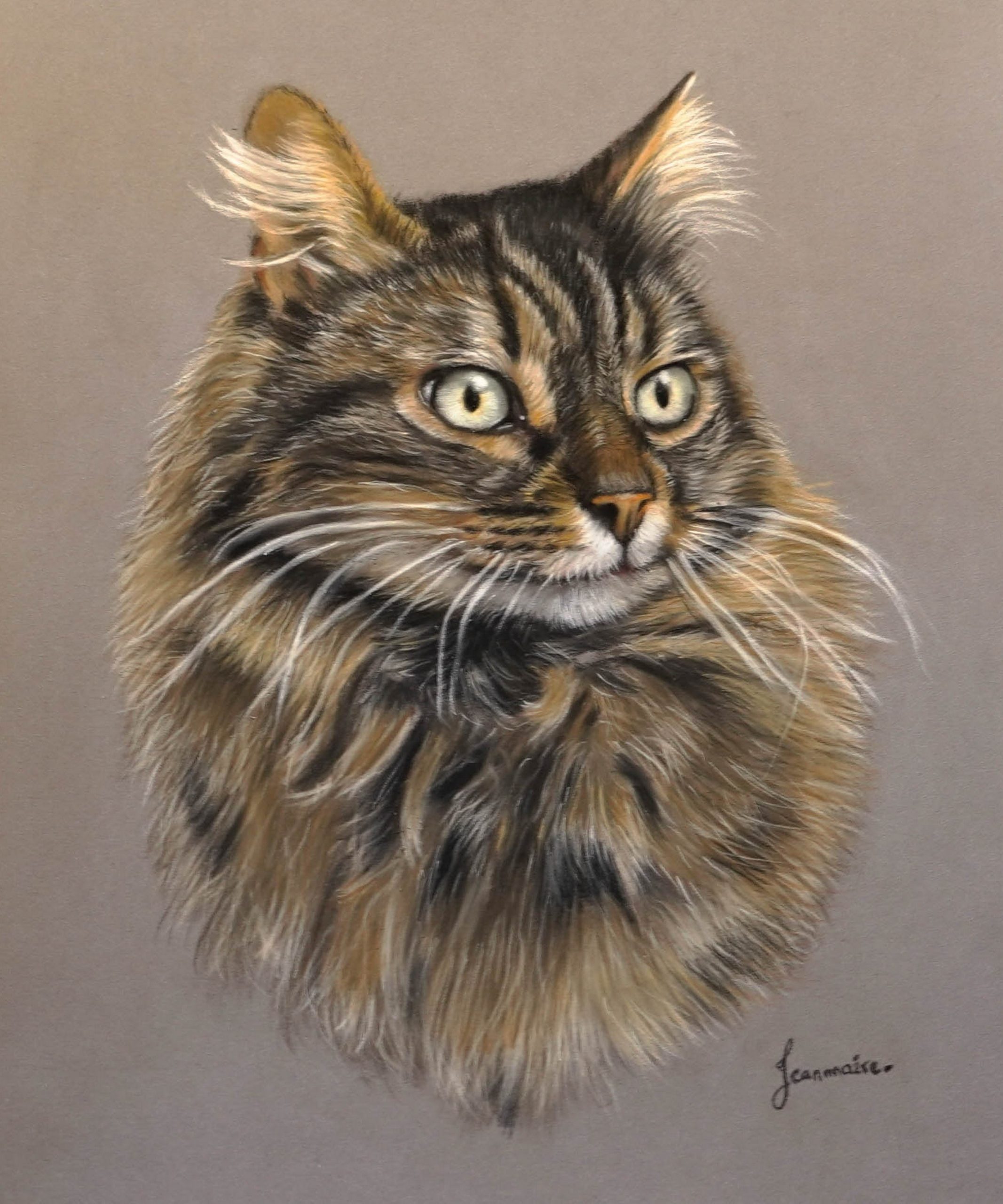 portrait chat cat portrait