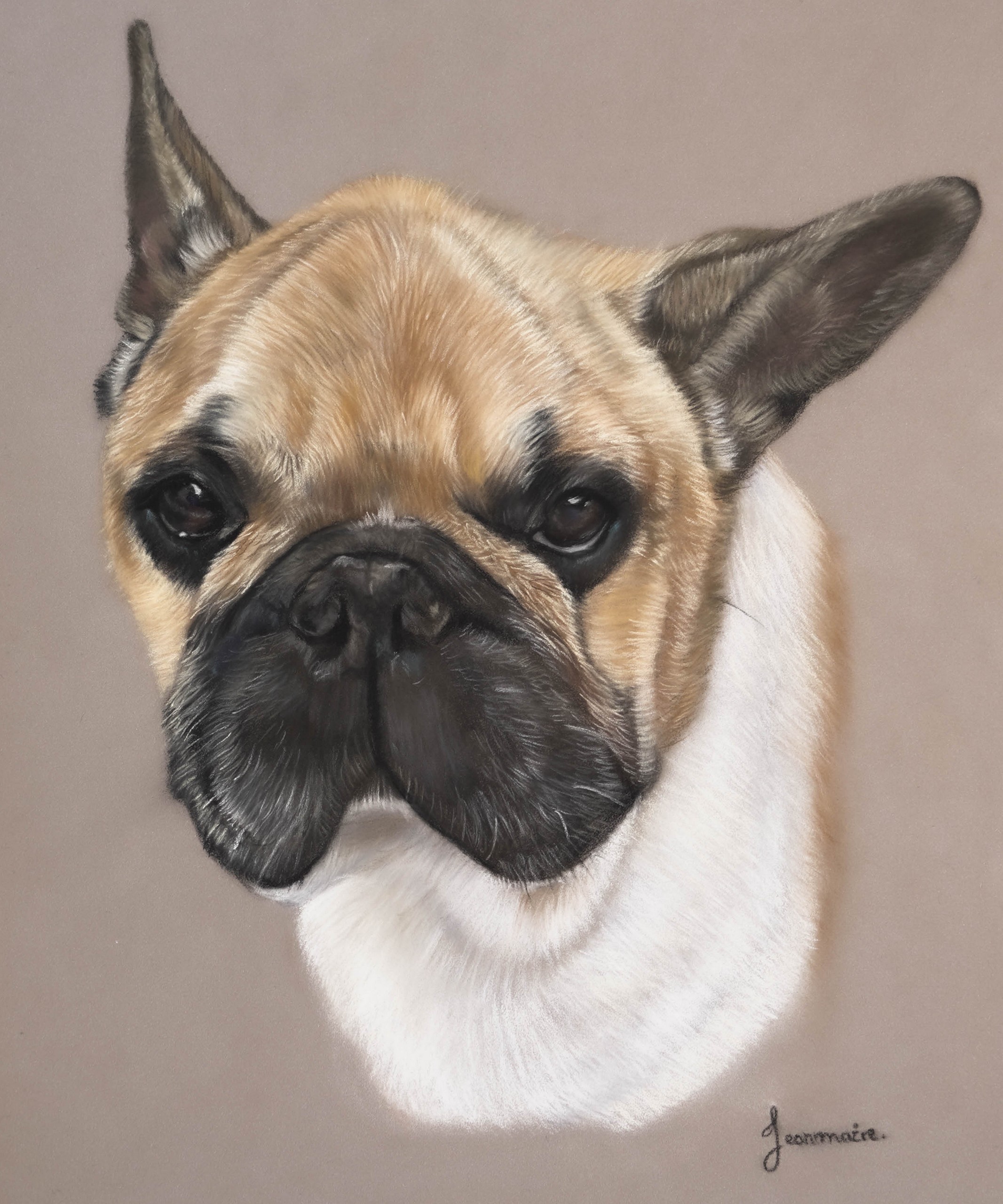 Bouledogue Pastel