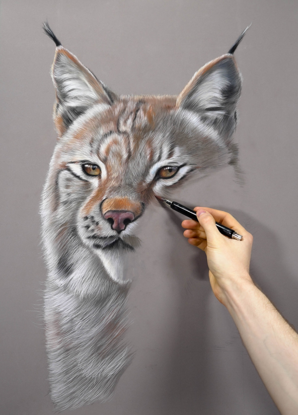 Original dry pastel painting of a lynx by French artist Benoît Jeanmaire