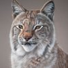 Original dry pastel painting of a lynx by French artist Benoît Jeanmaire