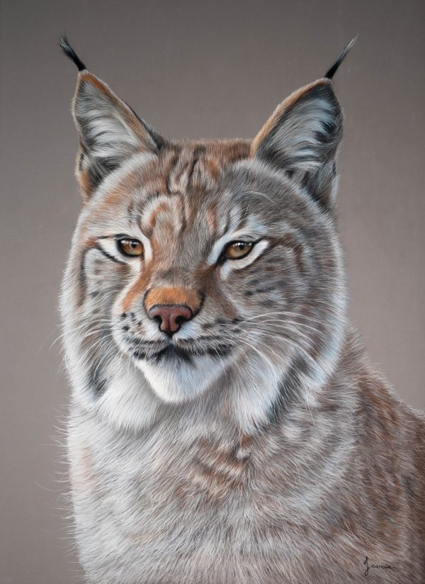 Original dry pastel painting of a lynx by French artist Benoît Jeanmaire