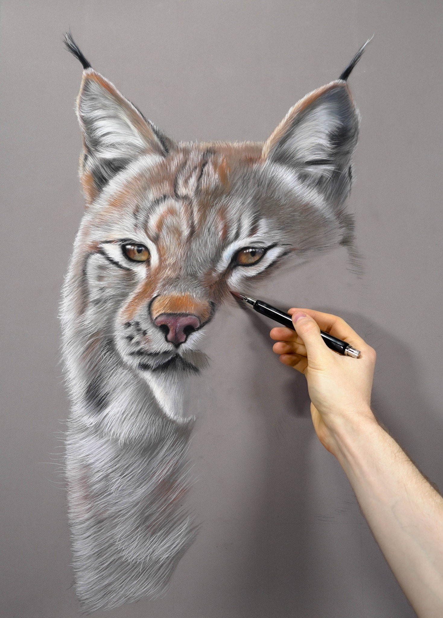 Original dry pastel painting of a lynx by French artist Benoît Jeanmaire