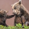 Original dry pastel painting of two bears by French artist Benoît Jeanmaire